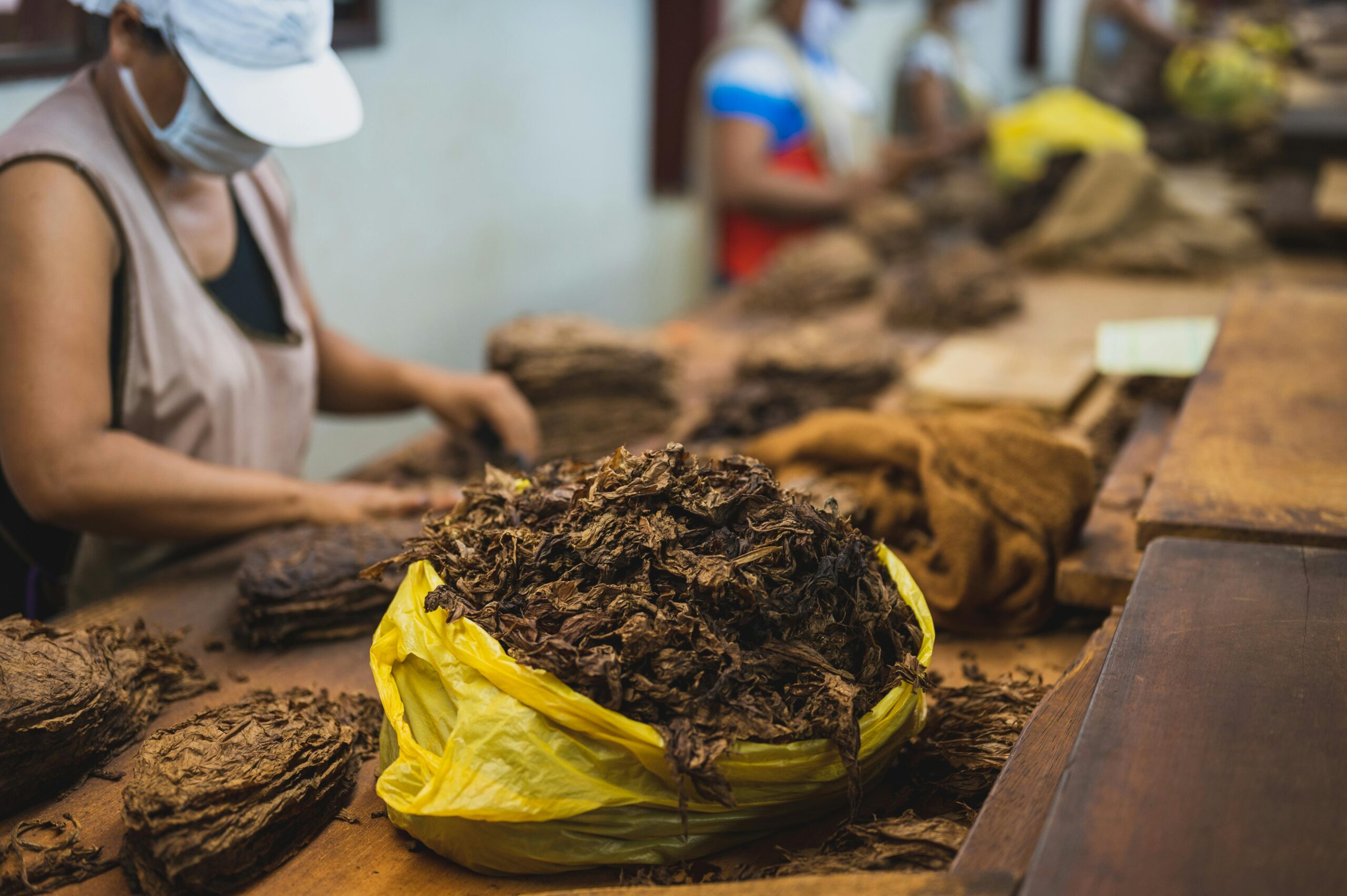 Workers sorting tobacco leaves on a production line in a factory setting.